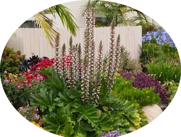 Acanthus Mollis in vaso 9