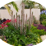 Acanthus Mollis in vaso 9