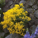 Alyssum Sexatile compactum  'Goldkugel' vaso 9