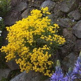 Alyssum Sexatile compactum  'Goldkugel' vaso 9