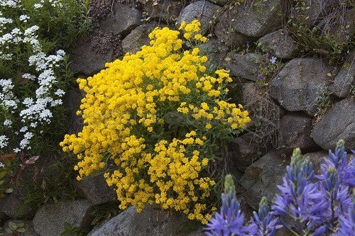 Alyssum Sexatile compactum  'Goldkugel' vaso 9