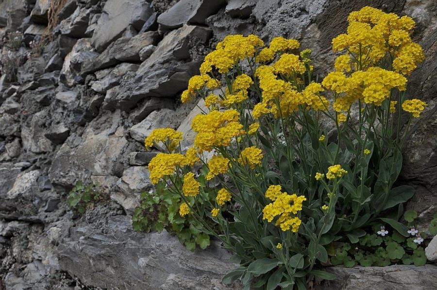 Alyssum Sexatile compactum  'Goldkugel' vaso 9