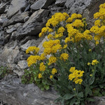 Alyssum Sexatile compactum  'Goldkugel' vaso 9