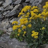 Alyssum Sexatile compactum  'Goldkugel' vaso 9