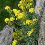 Alyssum Sexatile compactum  'Goldkugel' vaso 9