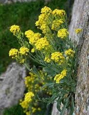 Alyssum Sexatile compactum  'Goldkugel' vaso 9