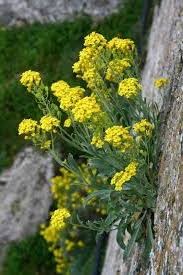 Alyssum Sexatile compactum  'Goldkugel' vaso 9