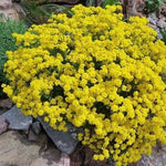 Alyssum Sexatile compactum  'Goldkugel' vaso 9