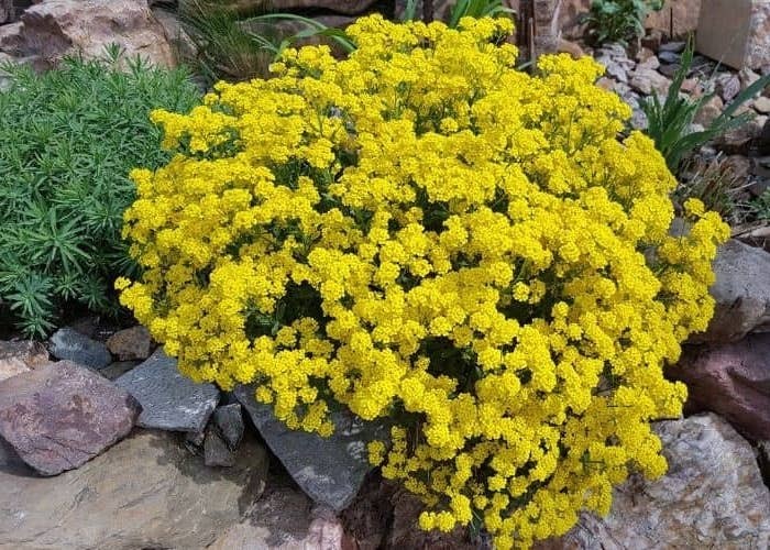 Alyssum Sexatile compactum  'Goldkugel' vaso 9