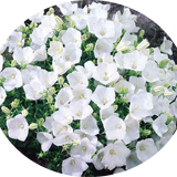 Campanula Carpatica Alba vaso 9