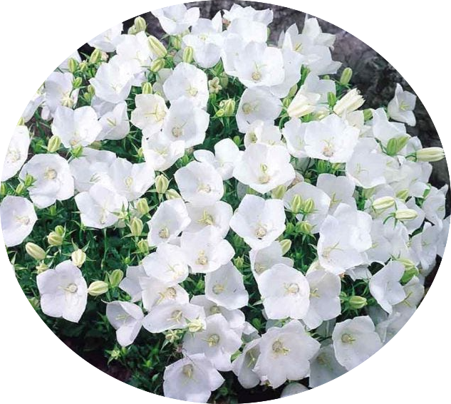 Campanula Carpatica Alba vaso 9