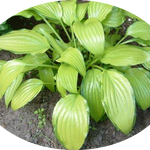 Hosta Chinese sunrise