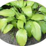 Hosta Chinese sunrise