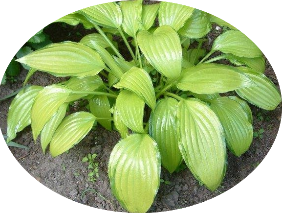 Hosta Chinese sunrise