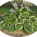 Hosta Christmas Tree