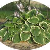 Hosta Christmas Tree