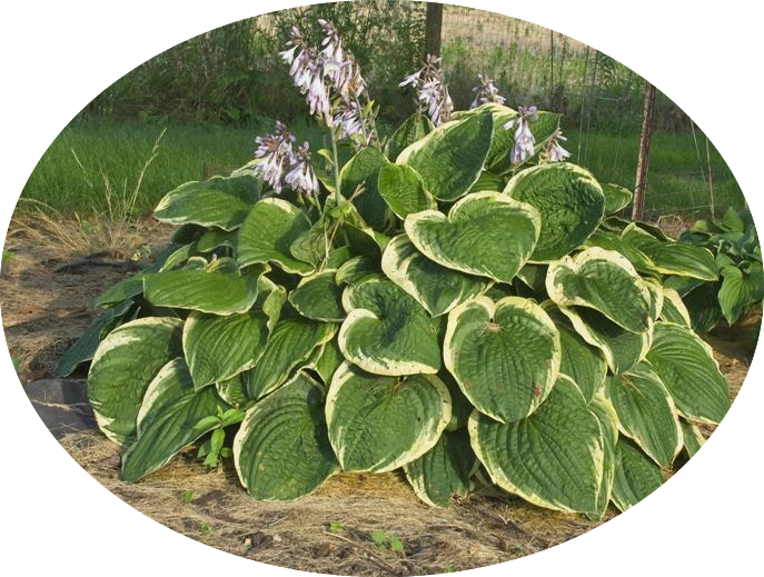 Hosta Christmas Tree