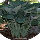 Hosta Nigrescens in vaso