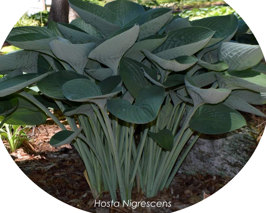 Hosta Nigrescens in vaso