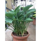Hosta Nigrescens in vaso