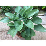 Hosta Nigrescens in vaso