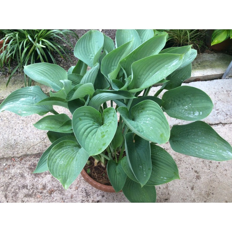 Hosta Nigrescens in vaso