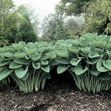 Hosta Nigrescens in vaso