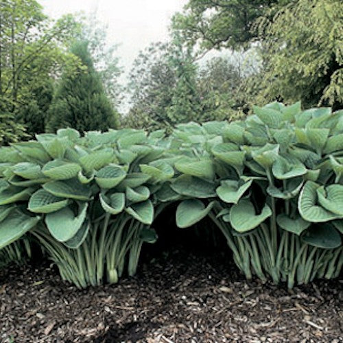 Hosta Nigrescens in vaso