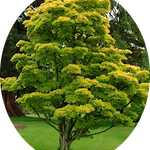 Acer  Japonicum Aureum vaso 15