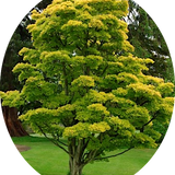 Acer  Japonicum Aureum vaso 15
