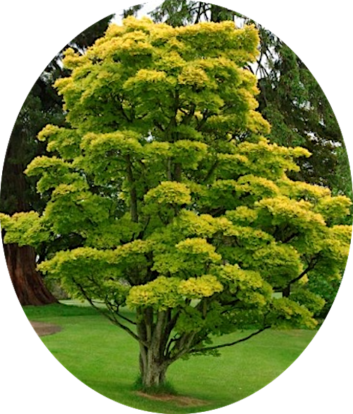Acer  Japonicum Aureum vaso 15
