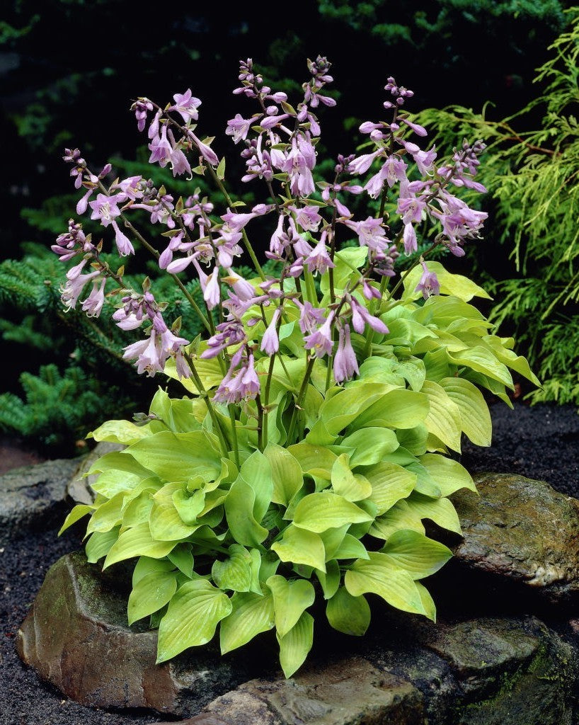 Hosta Birchwood Parky's gold