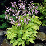 Hosta Birchwood Parky's gold
