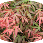 Acer palmatum Wilson's pink Dwarf cm. 80/100