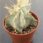 Astrophytum ornatum sb. 127 meztitian