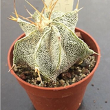 Astrophytum ornatum sb. 127 meztitian