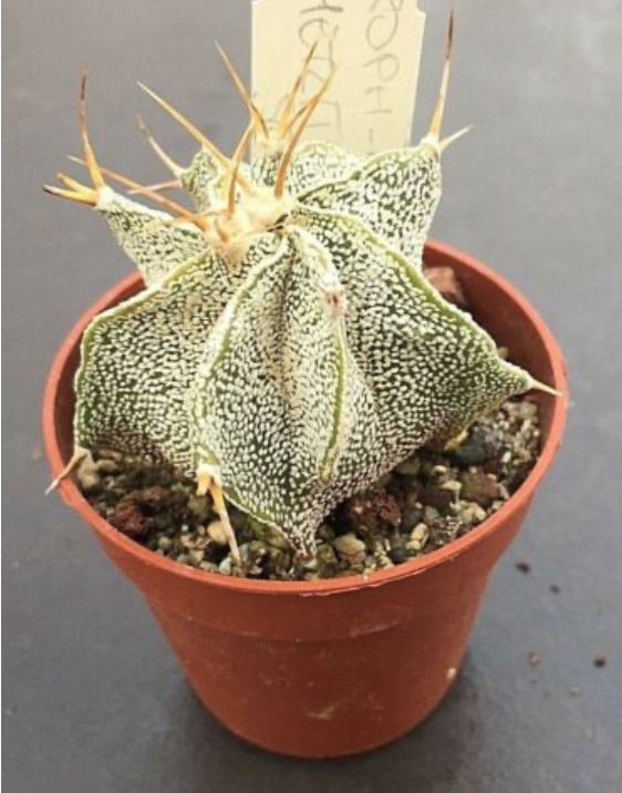 Astrophytum ornatum sb. 127 meztitian