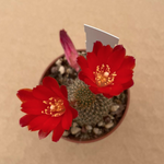 Rebutia vulpina