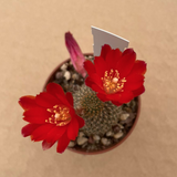 Rebutia vulpina