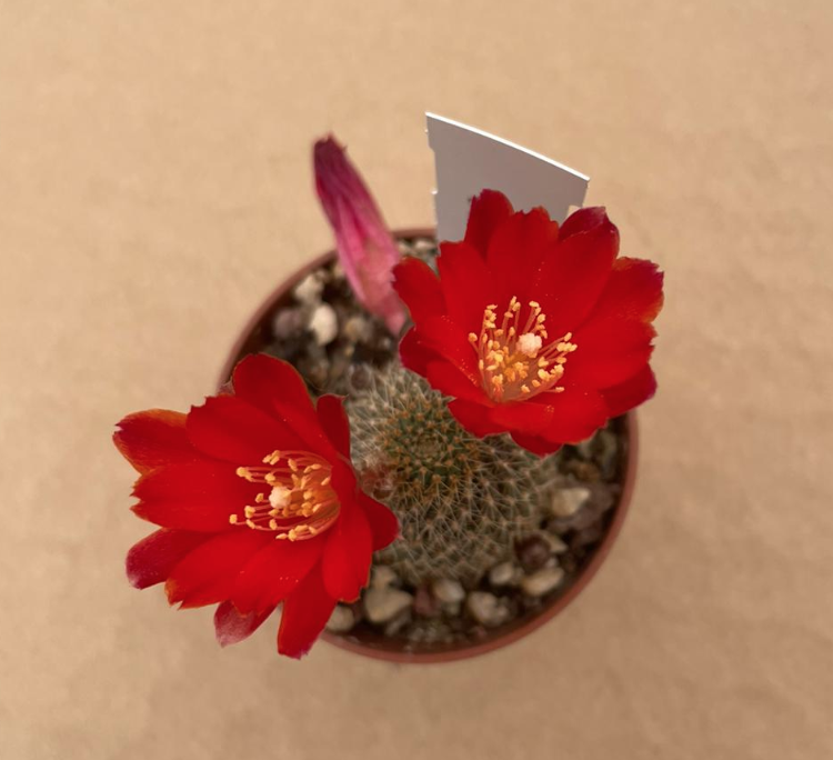 Rebutia vulpina