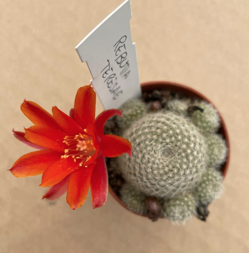 Rebutia Teresae