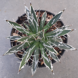 Agave Toumeyana Bella