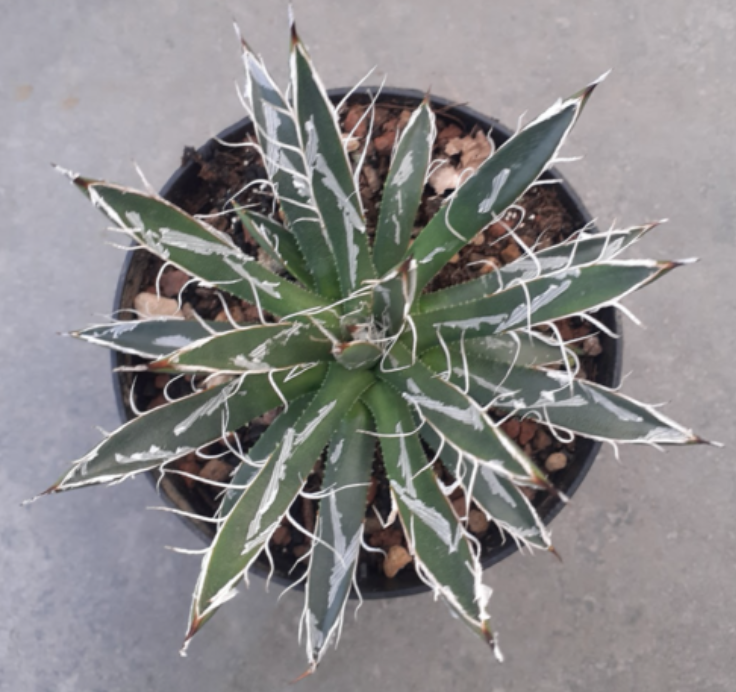 Agave Toumeyana Bella