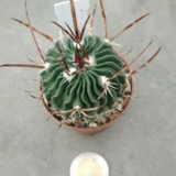Echinofossulocactus hastatus x erectocentrus