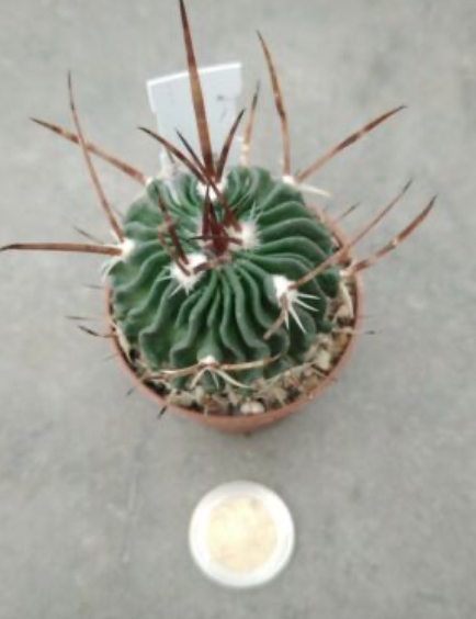 Echinofossulocactus hastatus x erectocentrus