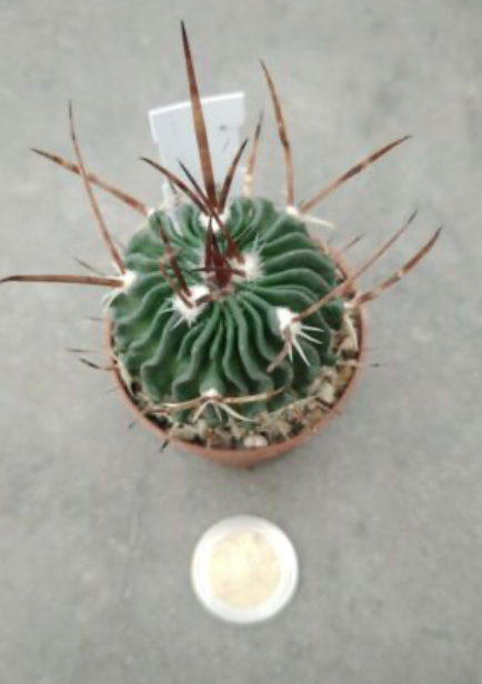 Echinofossulocactus hastatus x erectocentrus