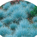 Festuca glauca cm.30 'Elijah Blue' vaso 7/9  cm. 30 a maturazione