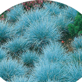 Festuca glauca cm.30 'Elijah Blue' vaso 7/9  cm. 30 a maturazione