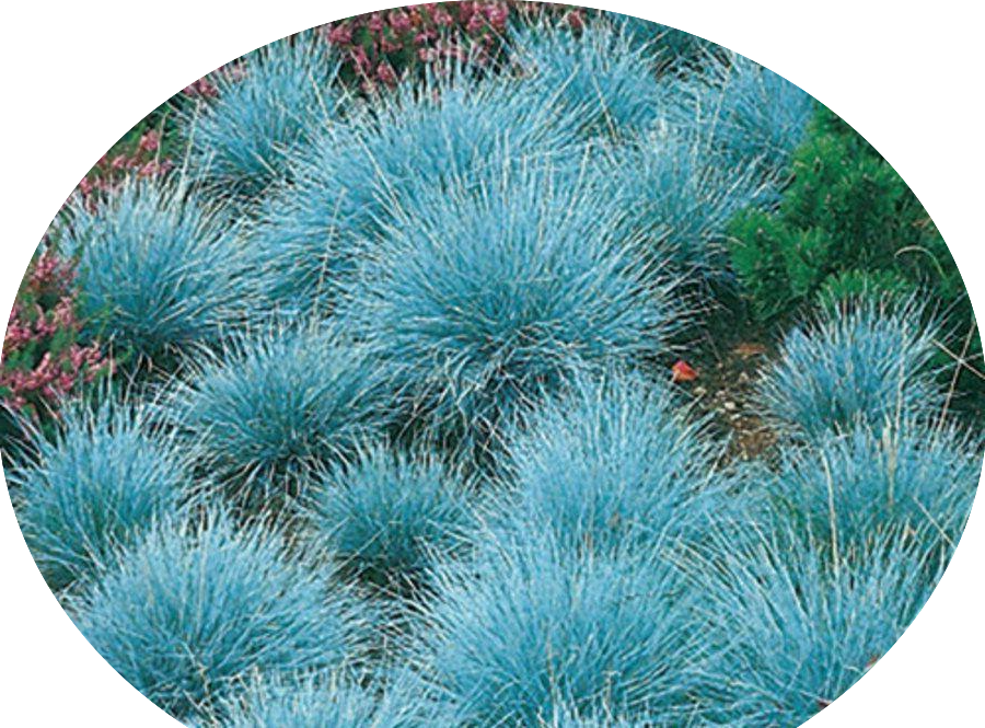 Festuca glauca cm.30 'Elijah Blue' vaso 7/9  cm. 30 a maturazione