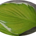 Hosta Moonlight